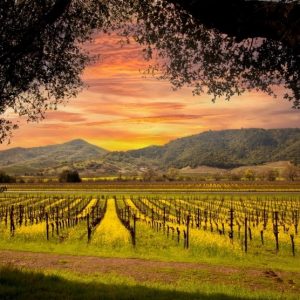 Abide in Me: Life in the Vine