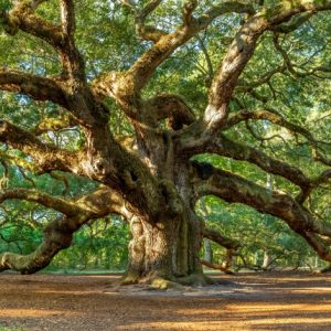 God’s Promise to Abraham and Sarah